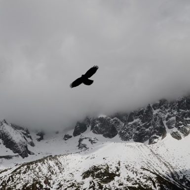 Visión de águila volar Mónica H. Rosety Masajes Otros